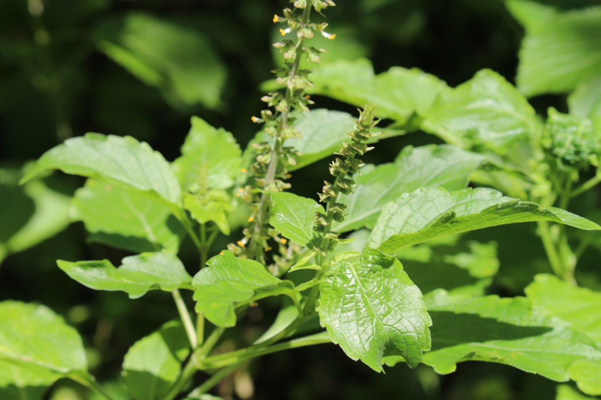 Ocimum gratissimum L.